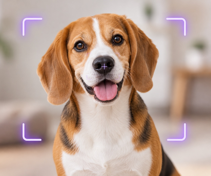 Identify a dog or cat breed from a photo